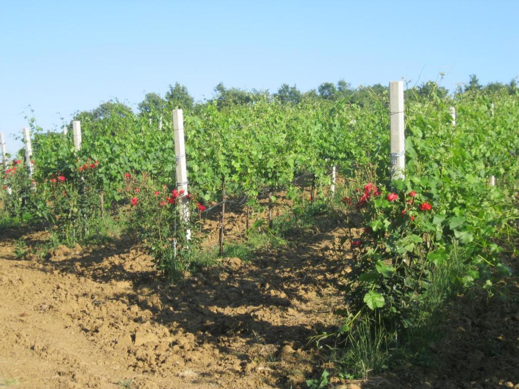 Agriturismo Consalvi Valentina 마르시아노 외부 사진